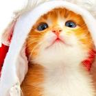 Cat Wallpaper, Kitten Pictures, Cute Images  🦁 ikon