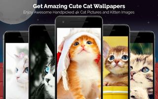 Cat Wallpaper, Kitten Pictures, Cute Images  🦁 पोस्टर