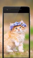 Cat Wallpaper, Kitten Pictures, Cute Images  🦁 syot layar 2