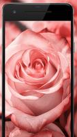 Flower Wallpapers: Rosely 2 截图 2