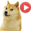 Wasticker animated memes icon