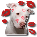 Adorable Dog stickers for whatsapp - WAStickerapps APK