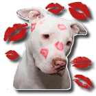 ikon Stickers de perros para whatsapp - WAStickerapps