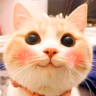 آیکون‌ برچسب گربه برای واتس اپ