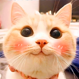 برچسب گربه برای واتس اپ