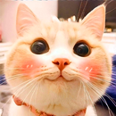 Pelekat kucing untuk WhatsApp APK
