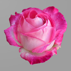 Lovely Roses - Share Your Love アイコン