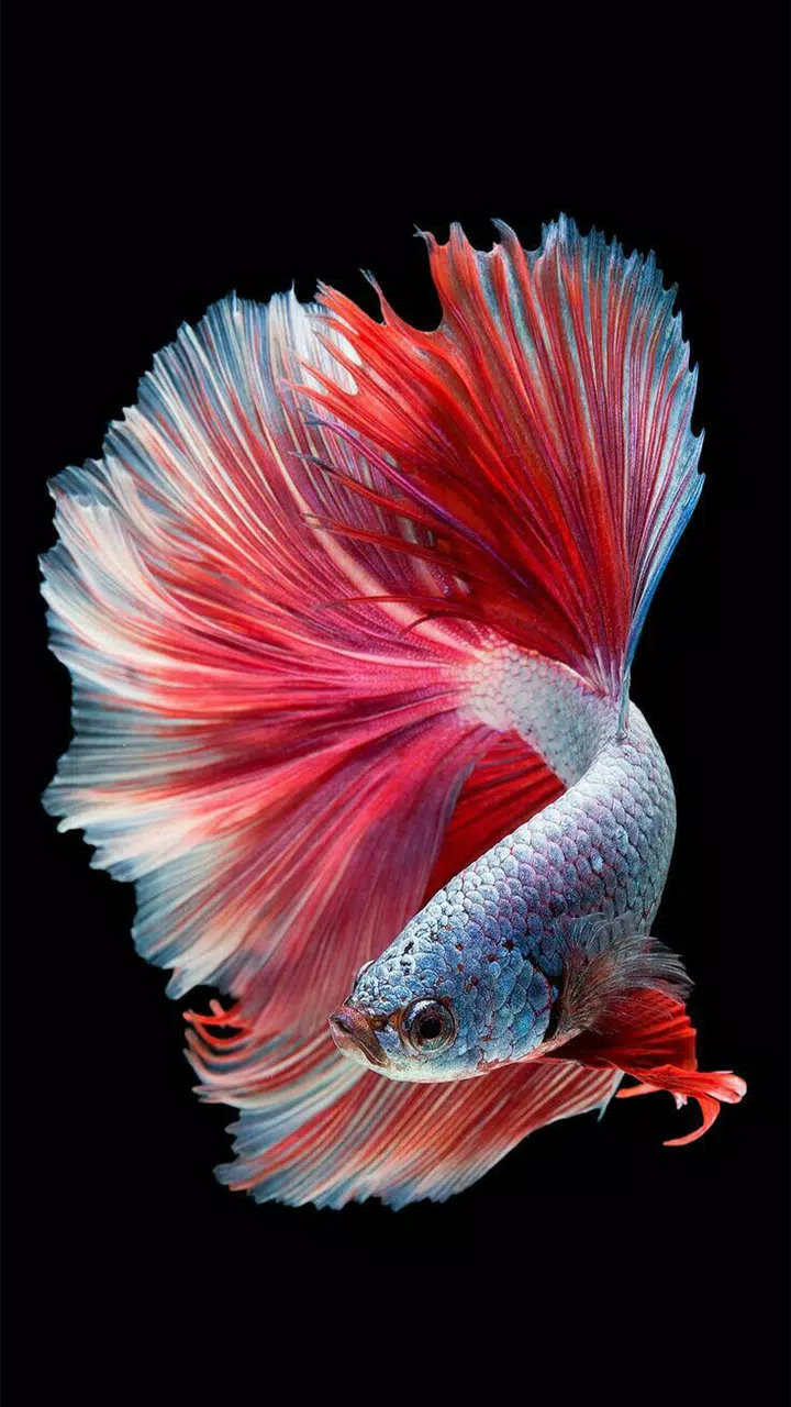 Betta Fish Live Wallpaper Hd 4k APK for Android Download Betta Fish Live Wallpaper Hd 4k APK for Android Download