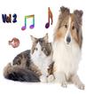 Dog and Cat Ringtones Vol2