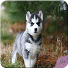 Dogi Wallpaper Backgrounds আইকন