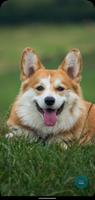 Dogi Wallpaper Backgrounds স্ক্রিনশট 2