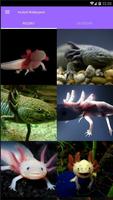 Axolotl Wallpapers Plakat