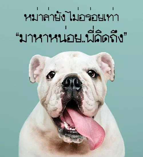รูปภาพ คํา พูด กวน ๆ: สนุกสุดๆ กับการบอกคำพูดแบบตลก - KCN Việt Phát รูปภาพ คํา พูด กวน ๆ: สนุกสุดๆ กับการบอกคำพูดแบบตลก - Kcn Việt Phát