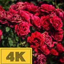 خلفيات ورد APK