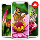 Beautiful Butterfly Wallpapers HD APK