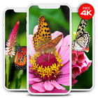 Beautiful Butterfly Wallpapers HD icône