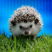 WASticker Igel-Sticker