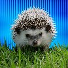 WASticker Hedgehog Stickers آئیکن