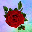 WASticker Rosenaufkleber