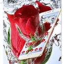 Water Fresh Rose Romantic Theme APK