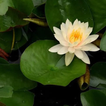 ”Water Lily Plant Care Guide