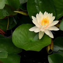 Water Lily Plant Care Guide APK