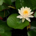 Water Lily Plant Care Guide-icoon