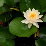 Water Lily Plant Care Guide icon