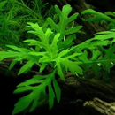 Water Wisteria Plant Care APK