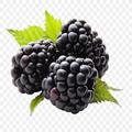 Benefit of Blackberry