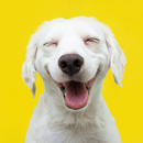Funny Videos APK