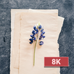 Flatlay Wallpapers 8K ULTRA