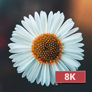 Flower Wallpapers 8K ULTRA APK