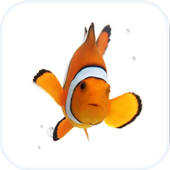 Fish Live Wallpaper Theme HD Zeichen