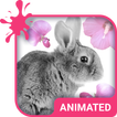 ”Cute Bunny Wallpaper Theme
