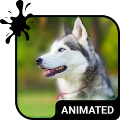 Cute Husky Wallpaper HD Theme APK Herunterladen