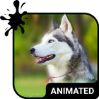 Cute Husky Wallpaper HD Theme icon