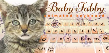 Tabby Cat Live Wallpaper Theme