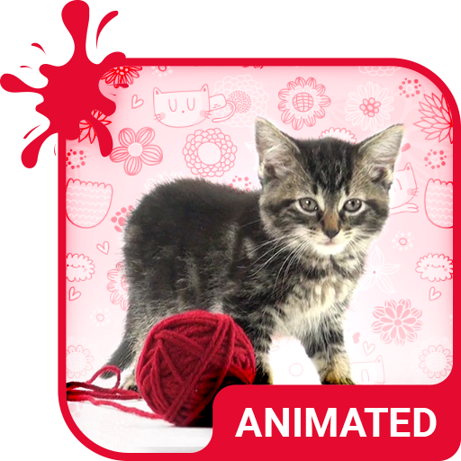 Pretty Cat Wallpaper