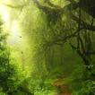 Relaxing Music