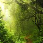 Relaxing Music آئیکن