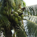 Coconut