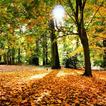 Automne Live Wallpapers