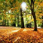 آیکون‌ Autumn live Wallpapers