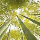 Bamboo Live Wallpapers APK
