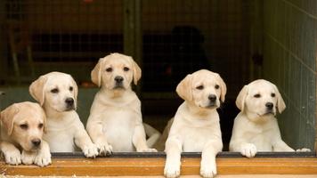 1 Schermata Cute Dogs Puzzle