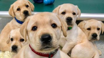 2 Schermata Cute Dogs Puzzle
