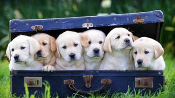 3 Schermata Cute Dogs Puzzle