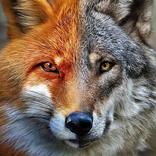 Awesome Wolf Wallpaper HD