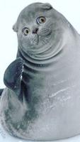 Funny Wrong Head Animal - Pic plakat